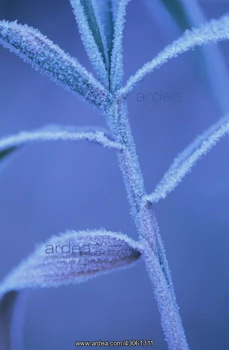 : Reeds. Phragmites australis : Reeds. Phragmites australis