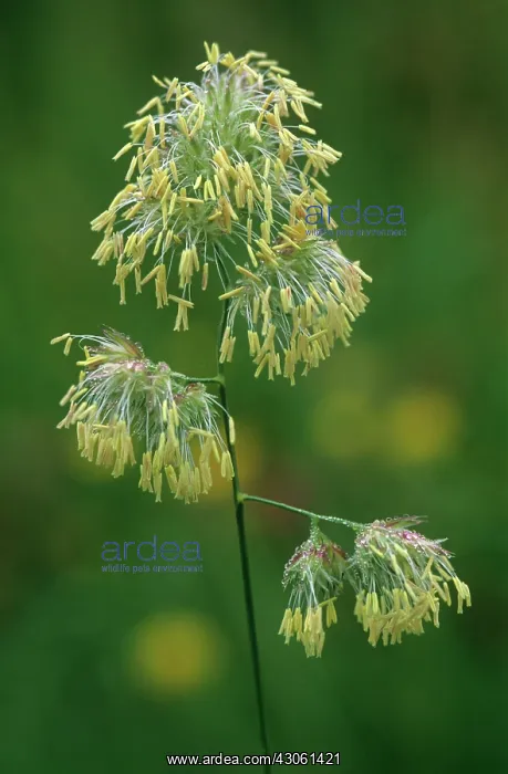 : Reeds. Phragmites australis : Reeds. Phragmites australis