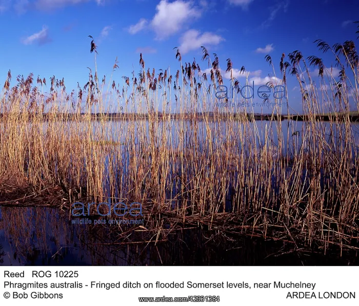 : REEDS (Phragmites australis). Fringed ditch on flooded Somerset levels, near Muchelney : REEDS (Phragmites australis). Fringed ditch on flooded Somerset levels, near Muchelney