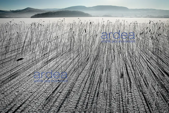 : Reeds, Sedge : Reeds, Sedge
