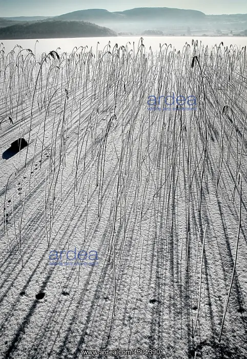 : Reeds, Sedge : Reeds, Sedge