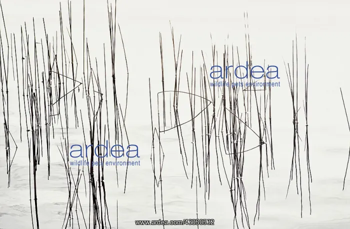 : Reeds, Sedge, Phragmites : Reeds, Sedge, Phragmites