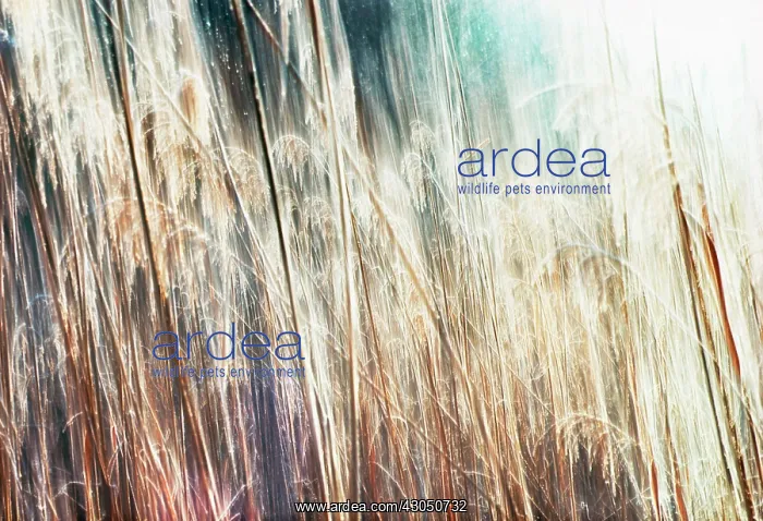 : Reeds, Sedge, Phragmites : Reeds, Sedge, Phragmites