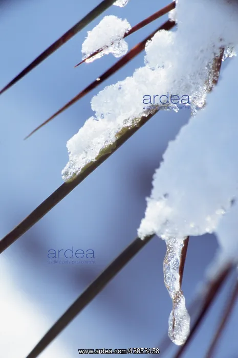 : Reeds, Sedge, Phragmites : Reeds, Sedge, Phragmites