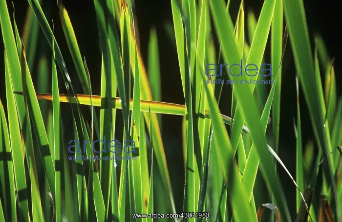 : Reeds, Sedge, Phragmites : Reeds, Sedge, Phragmites