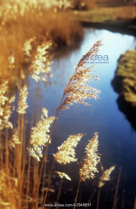 : Reeds, Sedge, Phragmites australis : Reeds, Sedge, Phragmites australis