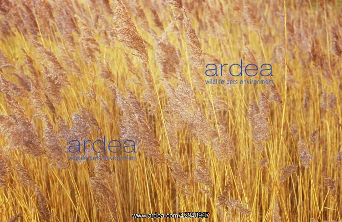 : Reeds, Sedge, Phragmites australis : Reeds, Sedge, Phragmites australis