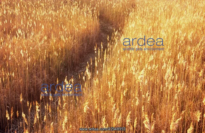 : Reeds, Sedge, Phragmites australis : Reeds, Sedge, Phragmites australis