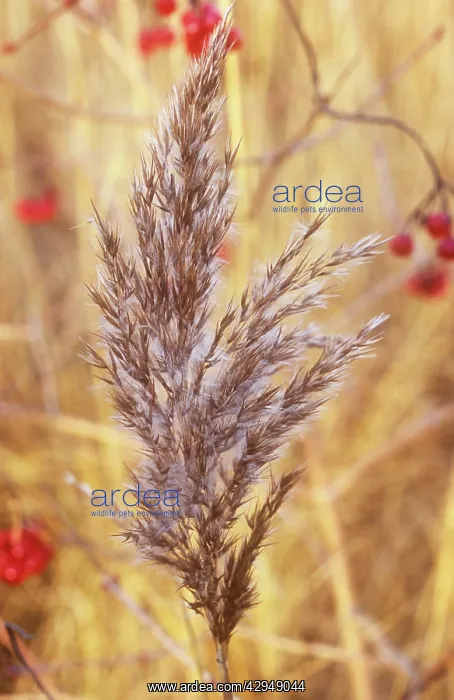 : Reeds, Sedge, Phragmites australis : Reeds, Sedge, Phragmites australis