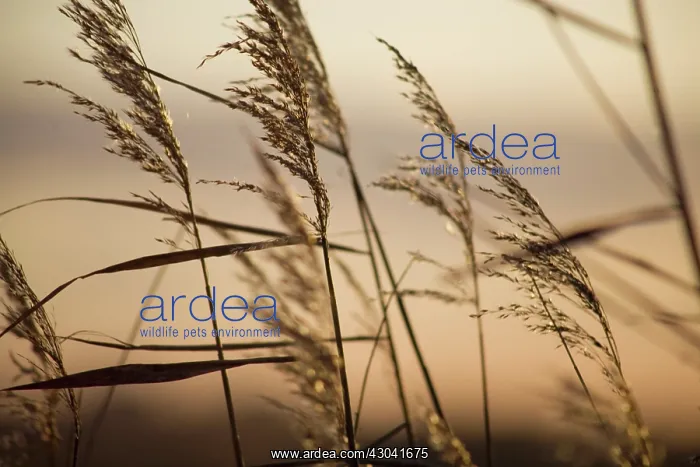  : Reeds, Sedge, Phragmites australis