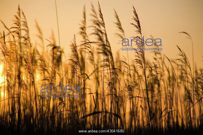 : Reeds, Sedge, Phragmites australis : Reeds, Sedge, Phragmites australis