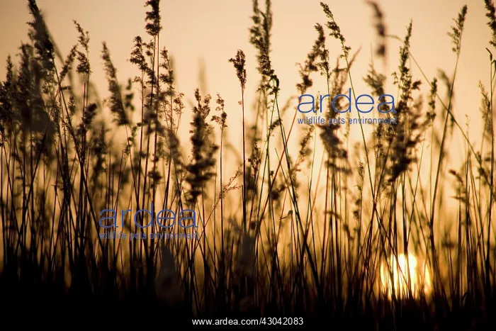 : Reeds, Sedge, Phragmites australis
