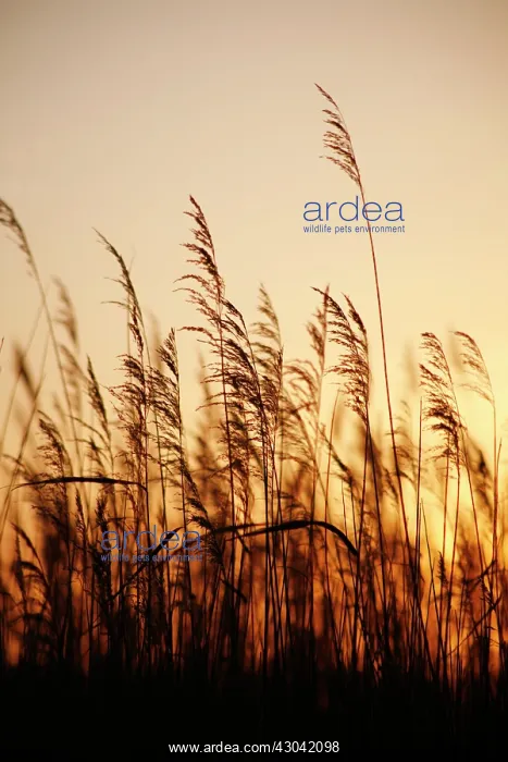: Reeds, Sedge, Phragmites australis : Reeds, Sedge, Phragmites australis