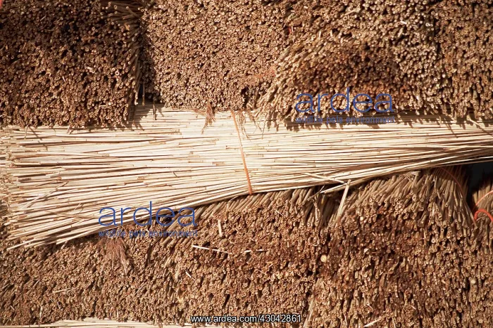  : Reeds, Sedge, Phragmites australis