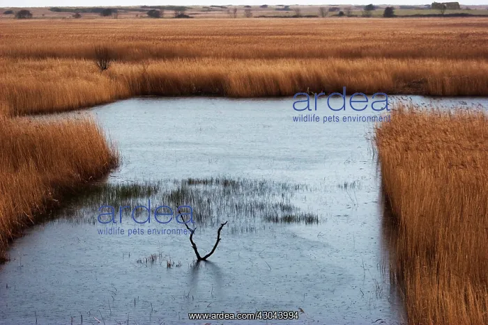 : Reeds, Sedge, Phragmites australis : Reeds, Sedge, Phragmites australis