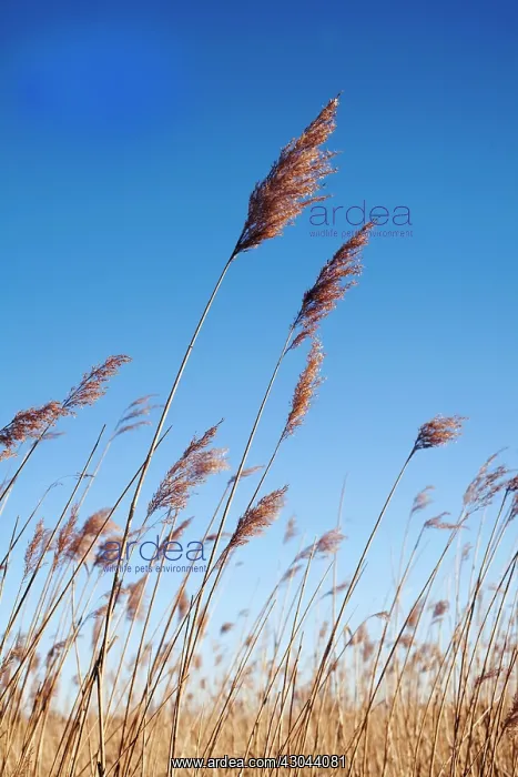 : Reeds, Sedge, Phragmites australis : Reeds, Sedge, Phragmites australis