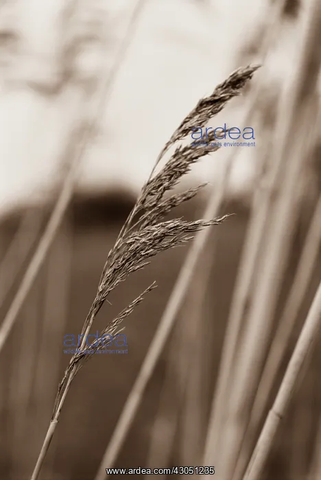  : Reeds, Sedge, Phragmites australis