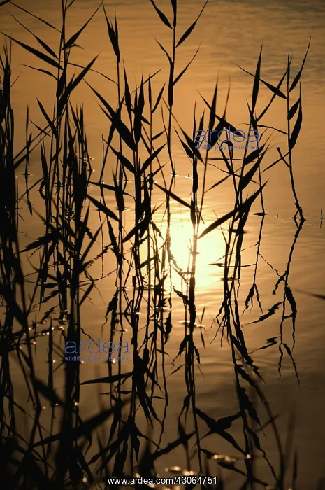 : Reeds, Sedge, Phragmites australis : Reeds, Sedge, Phragmites australis