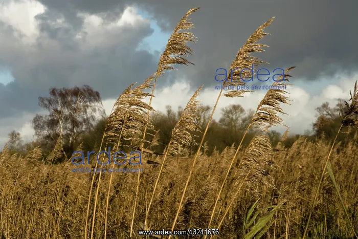 : Reeds, Sedge, Phragmites australis : Reeds, Sedge, Phragmites australis