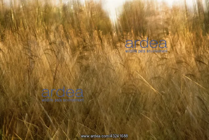 : Reeds, Sedge, Phragmites australis : Reeds, Sedge, Phragmites australis