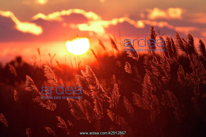 : Reeds - with sun setting behind : Reeds - with sun setting behind