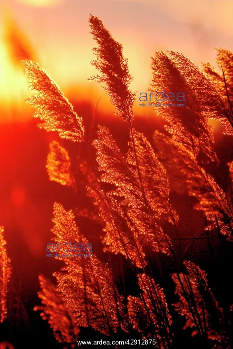 : Reeds - with sun setting behind : Reeds - with sun setting behind