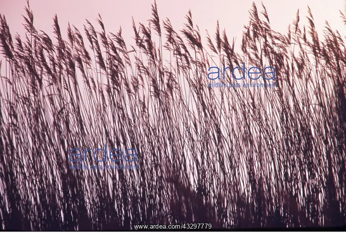 : REEDS - in sunset : REEDS - in sunset