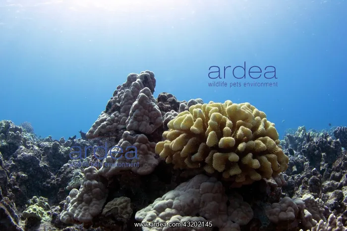 : Reef with Antler Coral (Acropora) in shallow waters : Reef with Antler Coral (Acropora) in shallow waters