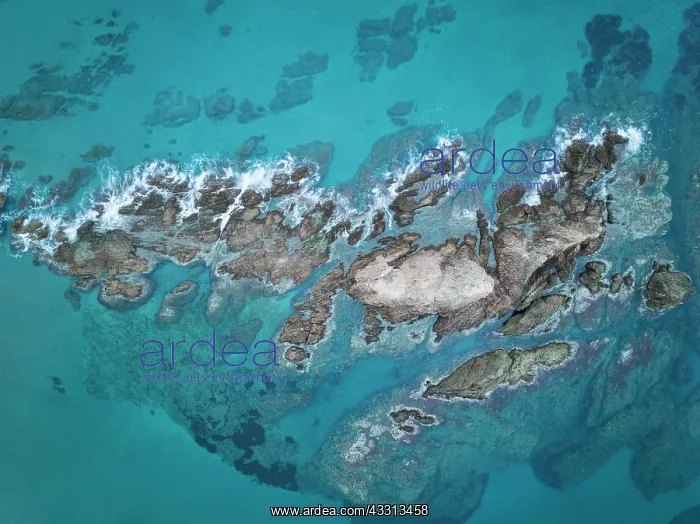 : The reef Arrecife de las Sirenas. Nature Reserve : The reef Arrecife de las Sirenas. Nature Reserve
