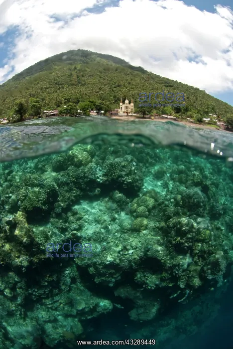 : Reef - with corals and Manado Tua volcano in background : Reef - with corals and Manado Tua volcano in background