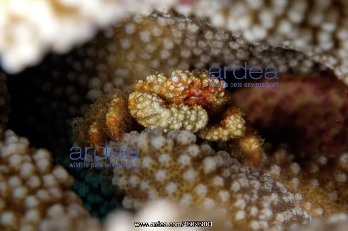  : Reef Crab