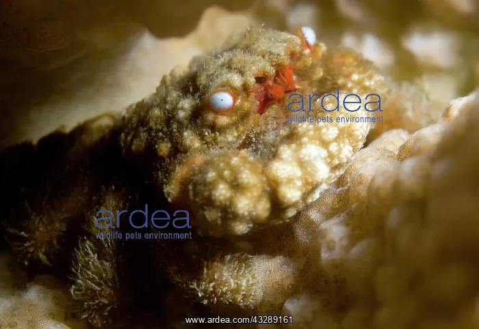 : Reef Crab : Reef Crab