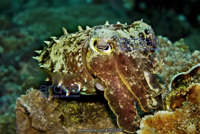  : Reef Cuttlefish - cuttlefish have the ability to