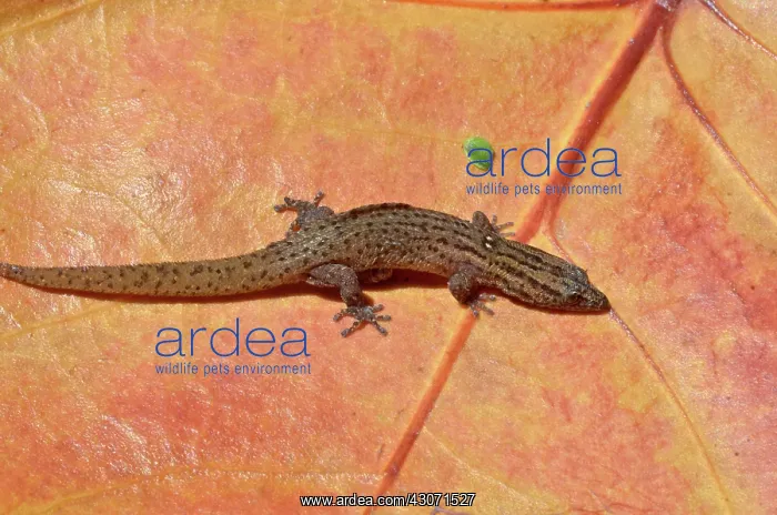 : Reef Gecko : Reef Gecko