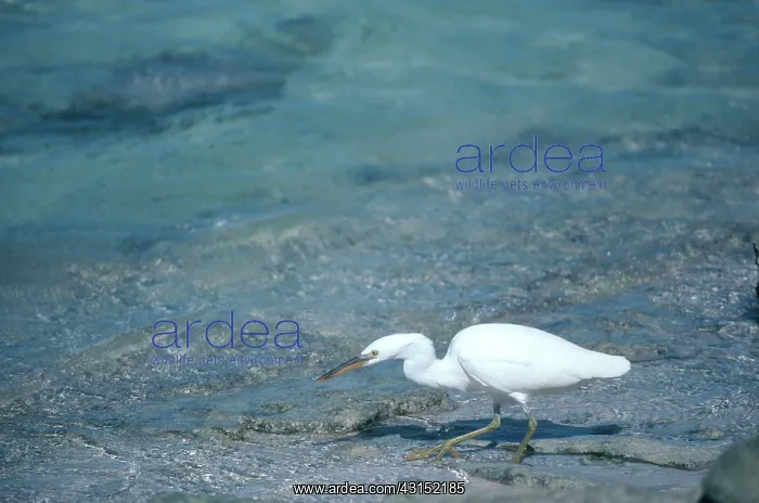 : Reef Heron : Reef Heron