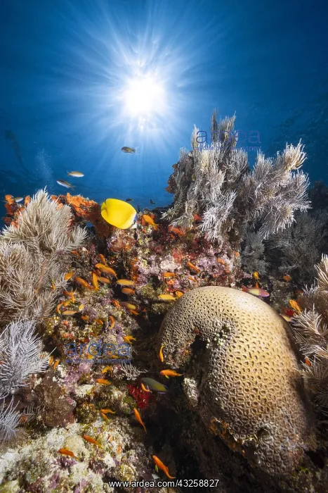 : Reef life on the edge of the drop of the south boat : Reef life on the edge of the drop of the south boat