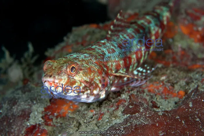 : Reef Lizardfish : Reef Lizardfish