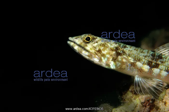 : Reef lizardfish : Reef lizardfish