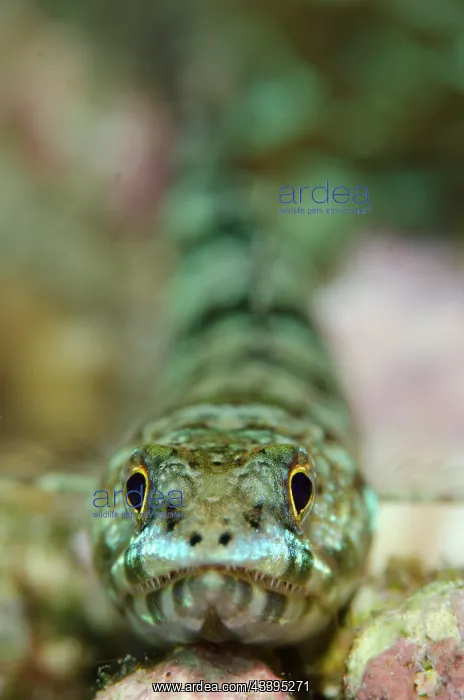 : Reef Lizardfish : Reef Lizardfish