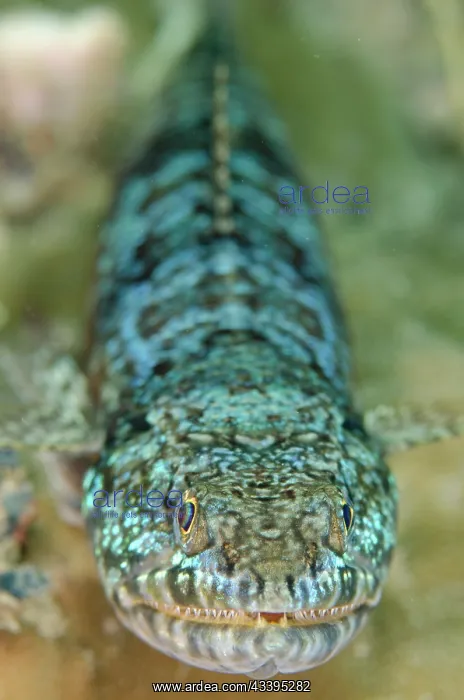 : Reef Lizardfish : Reef Lizardfish