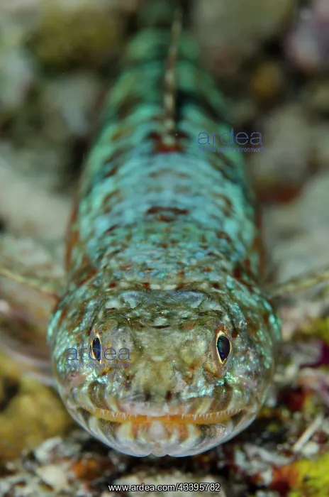 : Reef Lizardfish : Reef Lizardfish