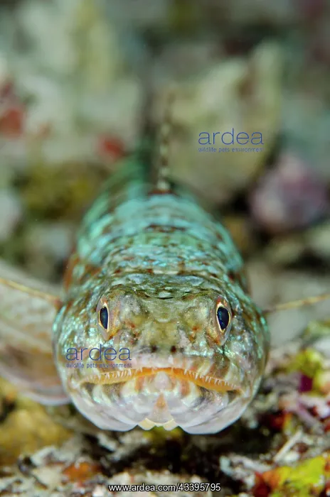 : Reef Lizardfish : Reef Lizardfish