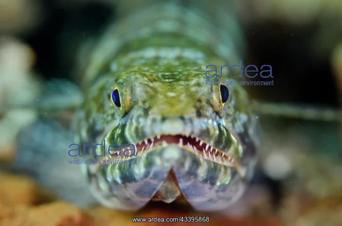 : Reef Lizardfish : Reef Lizardfish