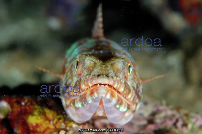 : Reef Lizardfish : Reef Lizardfish