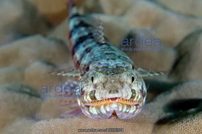 : Reef Lizardfish : Reef Lizardfish
