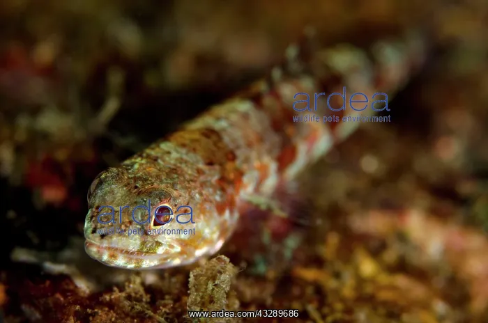 : Reef Lizardfish - on black sand : Reef Lizardfish - on black sand