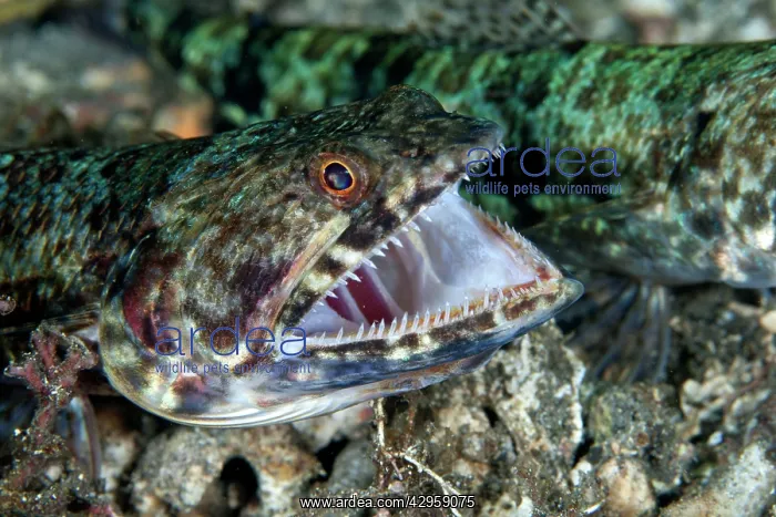 : Reef Lizardfish - opening mouth : Reef Lizardfish - opening mouth