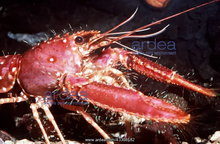 : REEF LOBSTER : REEF LOBSTER