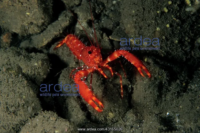 : reef lobster - Madeira Island Portugal Atlantic Ocean : reef lobster - Madeira Island Portugal Atlantic Ocean