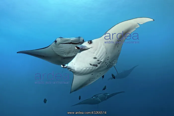 : Reef manta ray (Manta alfredi) four, swimming to : Reef manta ray (Manta alfredi) four, swimming to